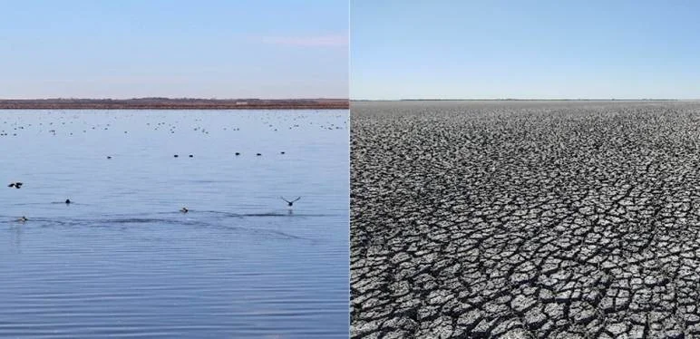 Drought dries up Kansas wetlands at Cheyenne Bottoms and Quivira and threatens migratory birds | KMUW