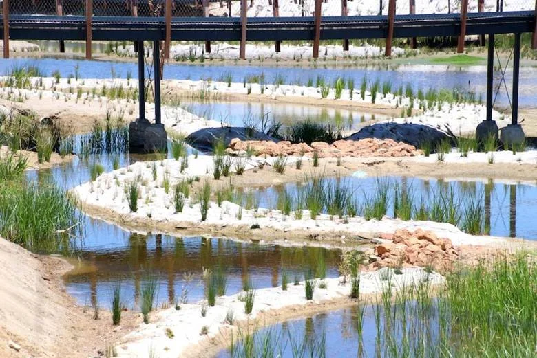 The secret suburban stormwater drains being turned into vibrant public wetlands - ABC News